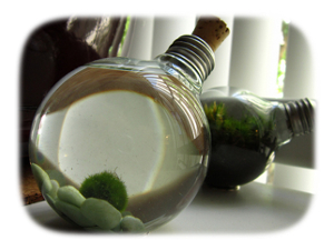 ball of moss in an aquarium inside an emptied light-bulb